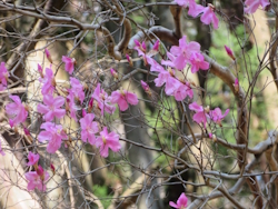 トウゴクミツバツツジ