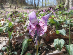 カタクリ