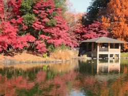 中央公園