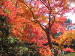 中央公園