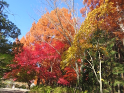 中央公園