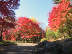 中央公園