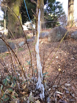 シモバシラ