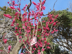 紅梅