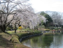 中央公園