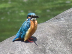 カワセミ
