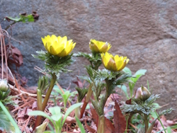 �t�N�W���\�E