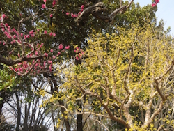 �T���V���E�E