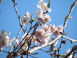 �V���c�P����