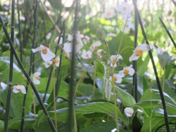 �V�����L�Q�V