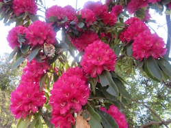 ���m�V���N�i�Q