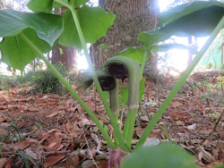 ���T�V�A�u�~