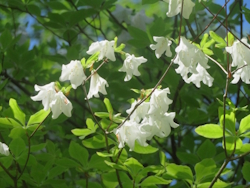 �V�����V�I