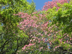 �n�i�~�Y�L