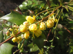 �q�C���M�i���e��