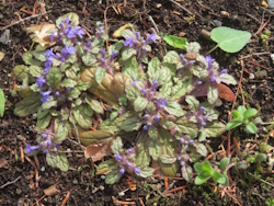 �L�����\�E