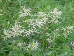 ヤマブキショウマ