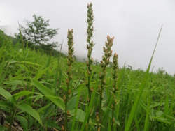 ネバリノギラン