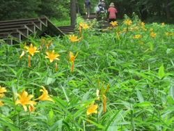 ニッコウキスゲ
