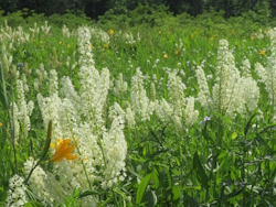 コバイケイソウ