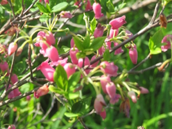 ウラジロヨウラク