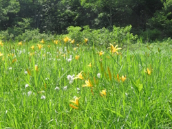 ニッコウキスゲ