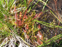 マルバモウセンゴケ