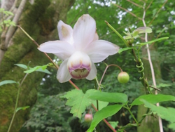 レンゲショウマ