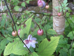 レンゲショウマ