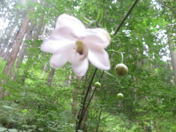 レンゲショウマ