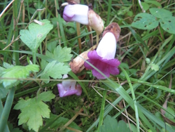 ナンバンギセル