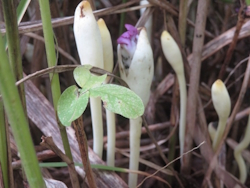 ナンバンギセル