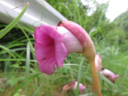 ナンバンギセル