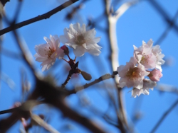 �V���c�P����