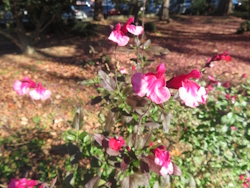 ���h�[�Z�[�W