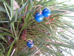 �W���m�q�Q