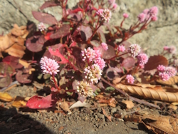 �q���c���\�o