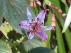 �z�g�g�M�X