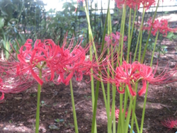 ヒガンバナ