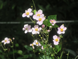 シュウメイギク