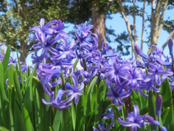 �q���V���X