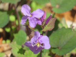 �����T�L�n�i�i